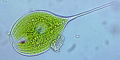 Phacus longicauda