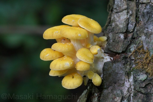 Pleurotus citrinopileatus