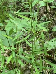 Dichanthelium dichotomum