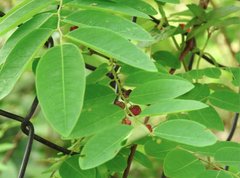 Phyllanthus reticulatus