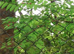 Phyllanthus reticulatus