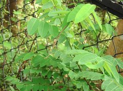Phyllanthus reticulatus