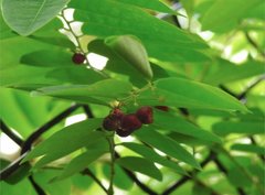 Phyllanthus reticulatus