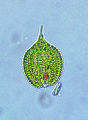 Phacus monilatus