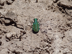 Cicindela tranquebarica sierra