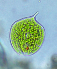 Phacus orbicularis