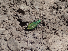 Cicindela tranquebarica sierra