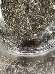 Dinothenarus saphyrinus