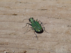 Cicindela tranquebarica sierra