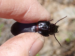 Pterostichus lama