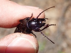 Pterostichus lama
