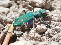 Cicindela tranquebarica sierra
