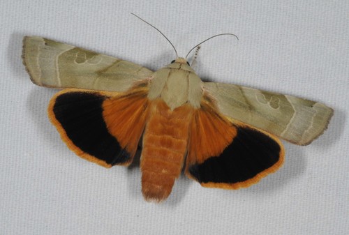 Broad-bordered Yellow Underwing