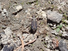 Cicindela oregona oregona