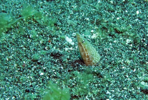 Apterichtus klazingai observed 2024-09-06