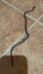 Palau Bevel-Nosed Boa photo 4