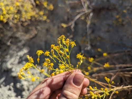 Image of Gutierrezia californica by (c) Alexander Wentworth, some rights reserved (CC BY)