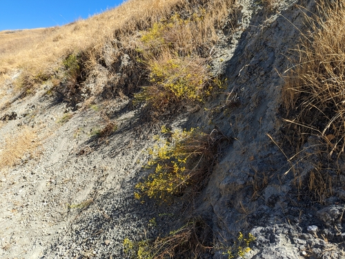 Image of Gutierrezia californica by (c) Alexander Wentworth, some rights reserved (CC BY)