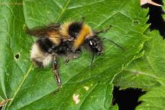 Bombus hortorum