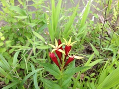 Spigelia marilandica