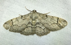 Iridopsis larvaria