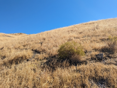 Image of Gutierrezia californica by (c) Alexander Wentworth, some rights reserved (CC BY)