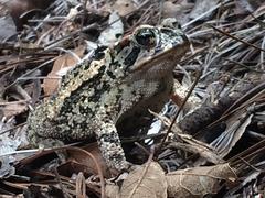 Incilius ibarrai