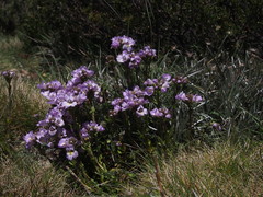 Euphrasia collina diversicolor