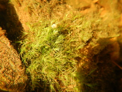 Fissidens fontanus