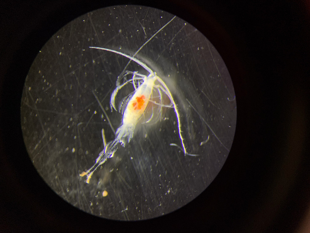 Euaugaptilus filigerus