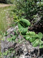 Lonicera hispidula