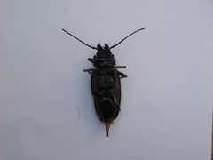 Coleoptera
