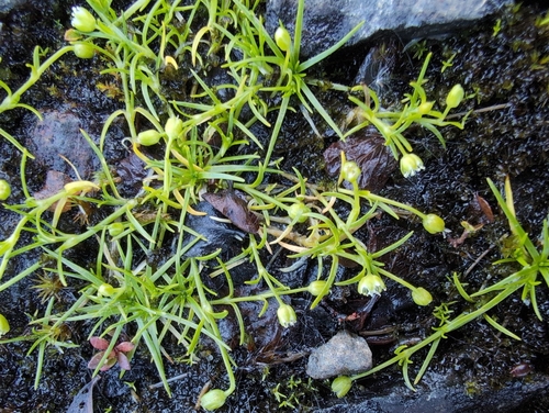 Snow Pearlwort (Sagina nivalis)