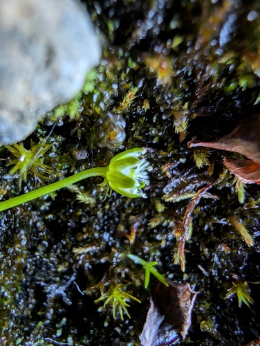 Image of Sagina nivalis by (c) Michael D. Pirie, some rights reserved (CC BY)