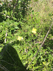 Oenothera serrulata