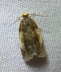 Clepsis melaleucanus