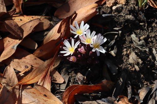 Image of Lactuca lasiorhiza by (c) Tony Rebelo, some rights reserved (CC BY-SA)