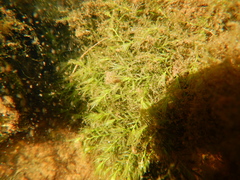 Fissidens fontanus