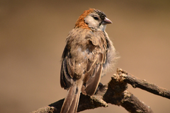 Speckle-Fronted Weaver photo 3