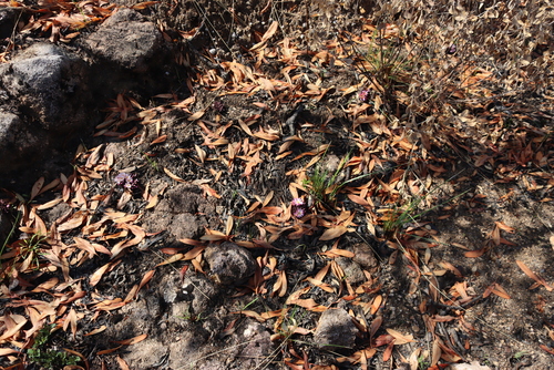 Image of Lactuca lasiorhiza by (c) Tony Rebelo, some rights reserved (CC BY-SA)