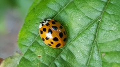 Harmonia axyridis