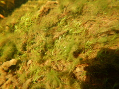 Fissidens fontanus