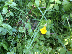 Erythranthe michiganensis