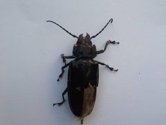 Coleoptera