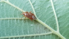 Miridae