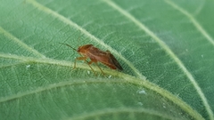 Miridae