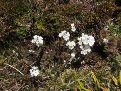Euphrasia collina glacialis