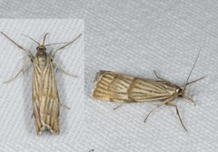 Chrysocrambus linetella