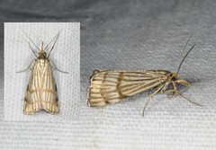 Chrysocrambus linetella