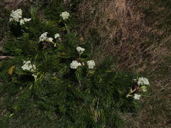 Aciphylla glacialis